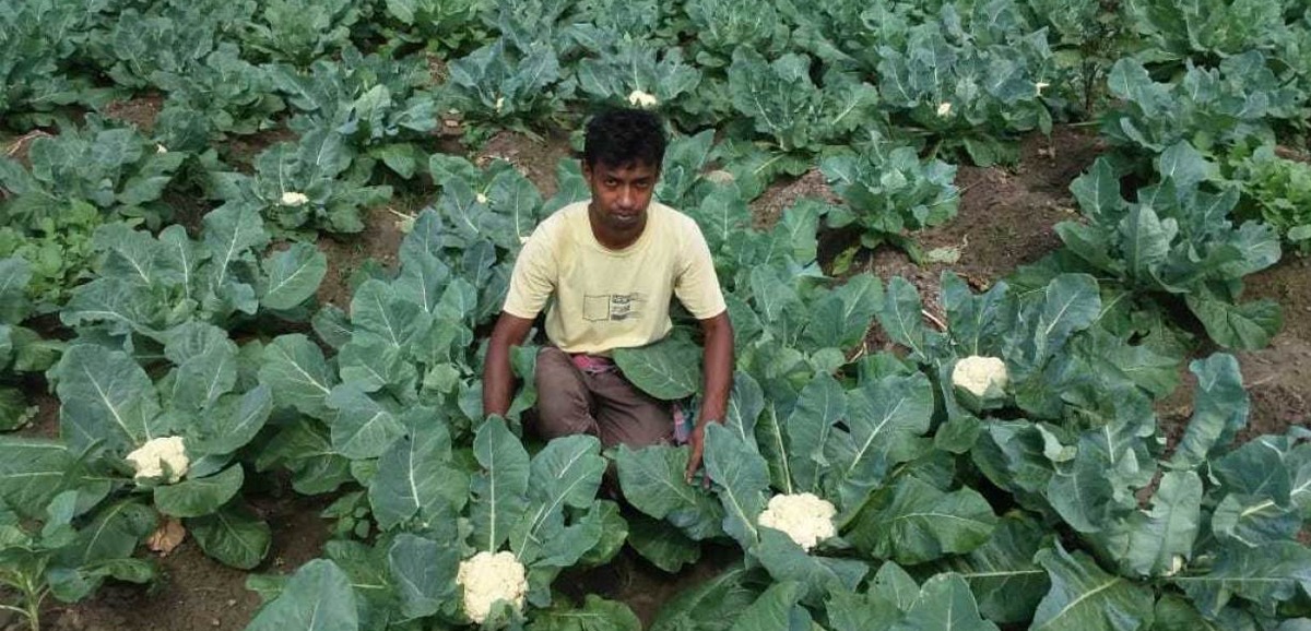 46 lakh farmers brought under the ambit of Bangla Shasya Bima 46 lakh farmers brought under the ambit of Bangla Shasya Bima