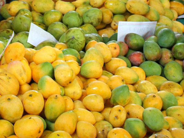 Malda mangoes to be exported under Bengal Govt patronage