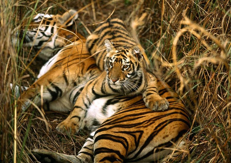 Now, take selfies with a tiger in Digha