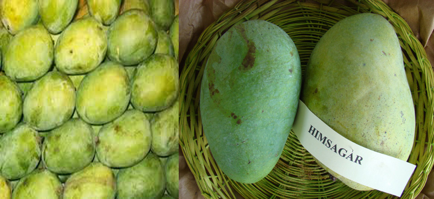 Malda’s mangoes to be exported to Europe, Abu Dhabi: Bengal CM Malda’s mangoes to be exported to Europe, Abu Dhabi: Bengal CM
