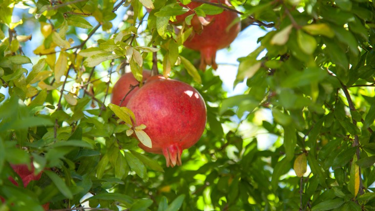 State Govt initiative for pomegranate cultivation in Paschimanchal State Govt initiative for pomegranate cultivation in Paschimanchal