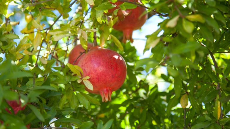 State Govt initiative for pomegranate cultivation in Paschimanchal