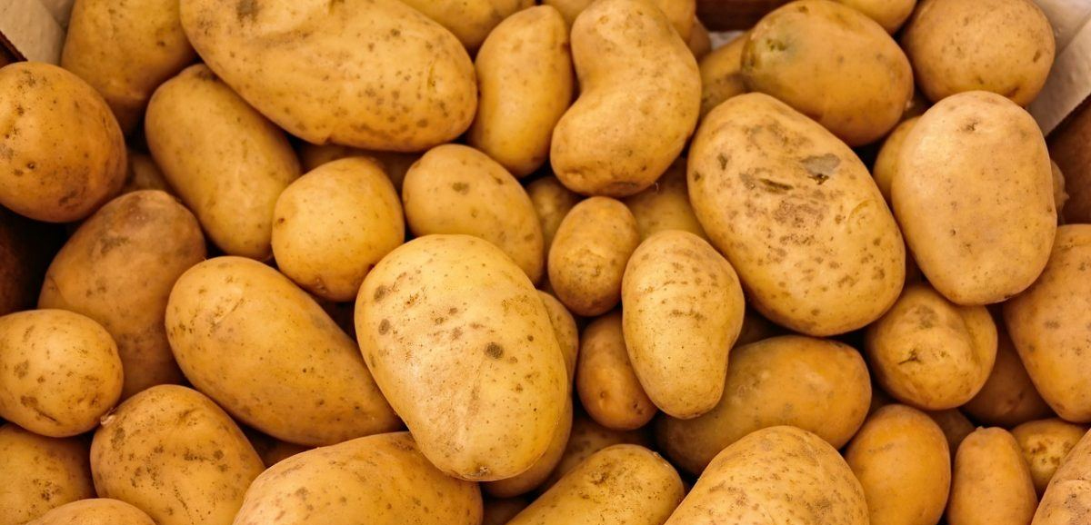 State Govt to help cold storage owners with loans for buying surplus potato State Govt to help cold storage owners with loans for buying surplus potato
